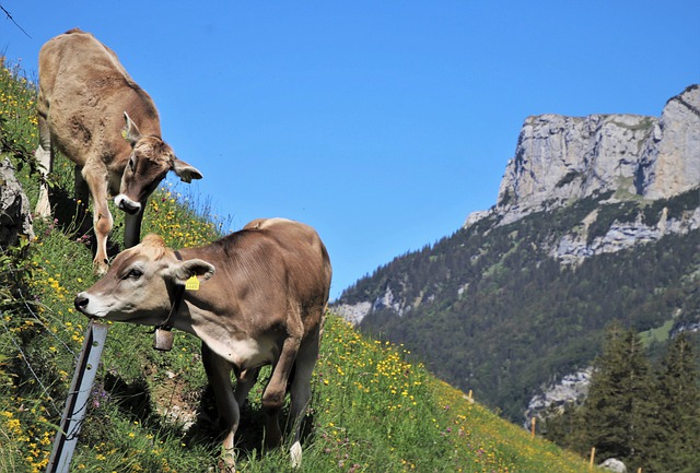 Context Matters: The Cattle On A Thousand Hills